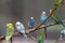 Parakeets on branch