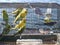 Parakeets in cages for sale at a animal market outside