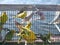 Parakeets in cages for sale at a animal market outside