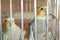 Parakeets . Green wavy parrot sits in a cage . Rosy Faced Lovebird parrot in a cage . birds inseparable . Budgerigar on