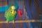 Parakeets . Green wavy parrot sits in a cage . Rosy Faced Lovebird parrot in a cage . birds inseparable . Budgerigar on the cage.