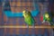 Parakeets . Green wavy parrot sits in a cage . Rosy Faced Lovebird parrot in a cage . birds inseparable . Budgerigar on the cage.