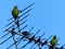 Parakeets in a London suburb