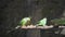 Parakeets or parrots eating food in a zoo in Nepal