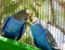 Parakeets Perched and Kissing