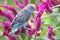 A parakeets resting on a frangipani tree trunk.