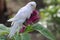 A parakeets resting on a frangipani tree trunk.