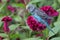 A parakeets resting on a frangipani tree trunk.