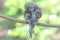 A parakeets resting on a frangipani tree trunk.