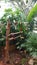 Parakeets on Tree Stump