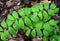 Parallel green leaves of a group of smooth Solomon`s seal plants.