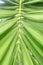 Parallel green palm leaf