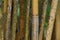 Parallel green and yellow bamboo trunks