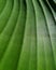 Parallel leaf venation of a banana leaf