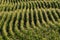 Parallel rows of corn ripening in the field