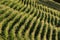 Parallel rows of corn ripening in the field