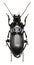 Parallel-sided Ground Beetle on white Background