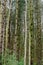 Parallel Tree Trunks, Woods, Surlingham, Norfolk Broads, England, UK