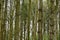 Parallel Tree Trunks, Woods, Surlingham, Norfolk Broads, England, UK