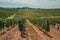 Parallel vines going up the hill in a vineyard near Estremoz