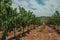 Parallel vines going up the hill in a vineyard near Estremoz