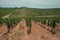 Parallel vines going up the hill in a vineyard near Estremoz