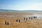 Parallel wooden posts in Morecambe Bay