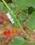 A Paralyzed Tomato / Tobacco Hornworm as host to parasitic braconid wasp eggs