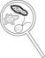 Paramecium caudatum, amoeba and chlamydomonas under magnifying glass