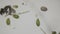 Paramecium ciliates under the microscope in 4k