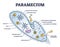 Paramecium microscopic closeup structure with anatomical outline diagram