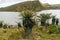 Paramo de Chingaza in Colombia, frailejones, espeletia grandiflora, endemic flowers of the paramo of south america, the lake of