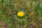 Paramo flower Hypochaeris sessiliflora. Ecuador