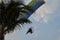 Paramotor flying over the Palm trees