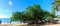 Paranomic view of Oahu Waikiki beach with unique tree