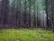 Paranormal stranger forest for horror background. Nature misty landscape