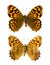 Pararge aegeria aegeria butterfly