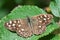 Pararge aegeria or speckled wood butterfly basking in english summer