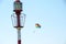 Parasailing parachute and beacon lamp