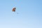 Parasailing summer sport. Parachute and boat