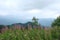 Parascha mountain range near the town of Skole, Lviv region. Ukraine. The landscape of lush flowering vegetation in the summer sea