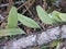 Parasite leaves propagate on tree trunks in a village in Indonesia 6