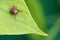 Parasite mite sitting on a green leaf. Danger of tick bite