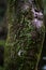 Parasite plant on tree surface in forest of Japan. Light sunset of the sun with dramatic yellow and orange sky.