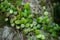 Parasite on the tree,Large trees, twigs, green small plants that stick to trees. Green moss on a tree stump