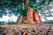 Parasite tree at Wat Khun Inthapramun public temple in Angthong , Thailand