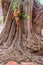Parasite tree at Wat Khun Inthapramun public temple in Thailand