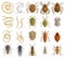Parasite vector cartoon set icon. Vector illustration insect on white background. Isolated cartoon set icon parasite.
