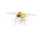 parasitic bee for hover fly - Systoechus solitus - wing iridescent color, blonde fuzzy furry yellow cream colored. isolated on