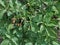 Parasitic beetle larvae on potato leaves